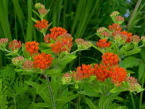 Butterfly Weed