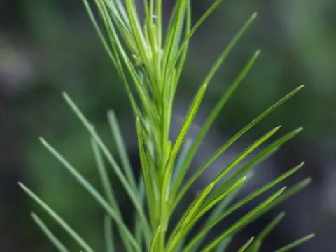 Asclepias verticillata (Asclepias verticillata)