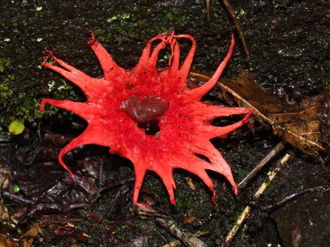 Anemonenstinkpilz (Aseroe rubra)