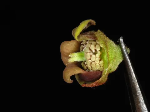 Kleine Pawpaw (Asimina parviflora)