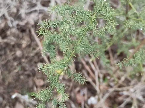 Wildspargel (Asparagus acutifolius)