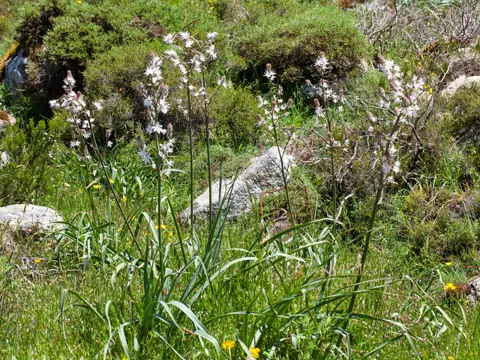 Affodil