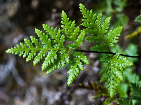 Aspidotis californica
