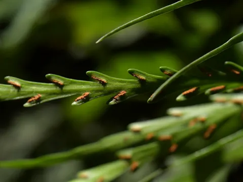 Asplenium flaccidum