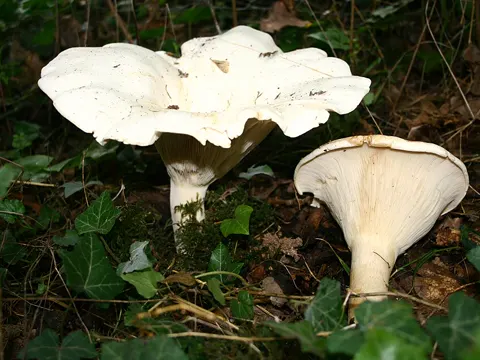 Riesen-Krempentrichterling (Aspropaxillus giganteus)