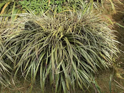 Astelia nervosa