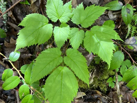 Astilbe biternata