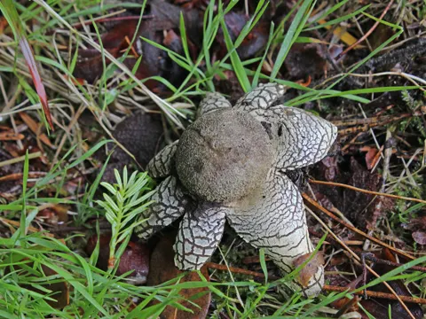 Wettererdstern (Astraeus hygrometricus)