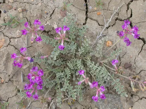 Missouri-Tragant (Astragalus missouriensis)