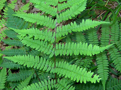 Narrow-leaf Lady Fern