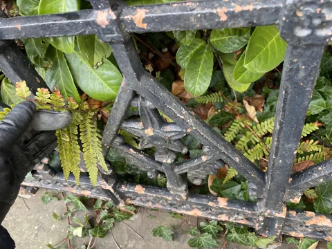 Lady Fern