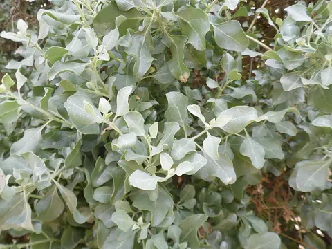Tree Purslane (Atriplex halimus)