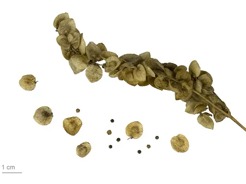 Garden Orache (Atriplex hortensis)