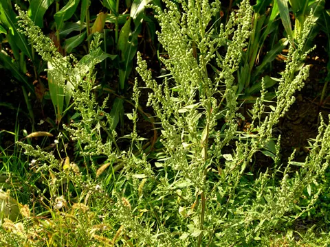 Common Orache (Atriplex patula)