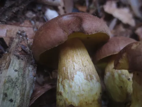 Aureoboletus innixus (Aureoboletus innixus)