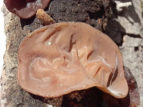 Wood Ear