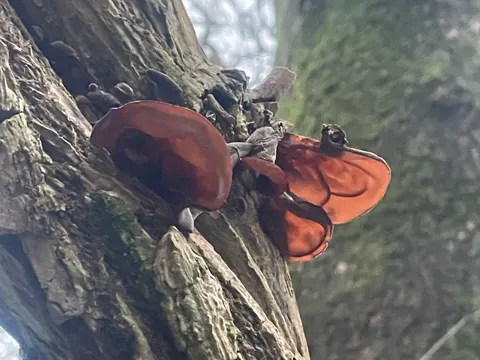 Jelly Ear