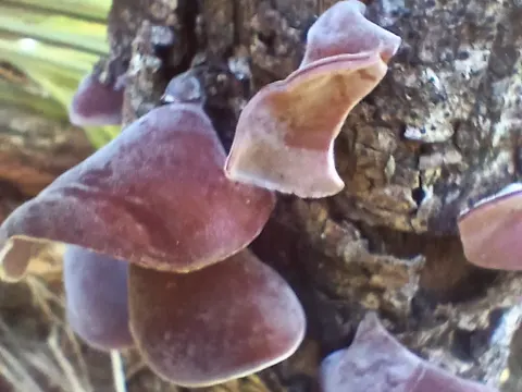 Wood Ear Fungus