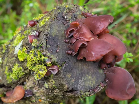 Holzohr (Auricularia fuscosuccinea)