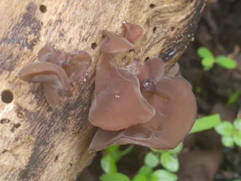 Cloud Ear Fungus