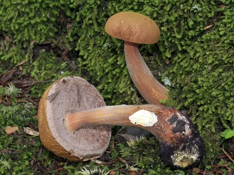 Austroboletus gracilis (Austroboletus gracilis)