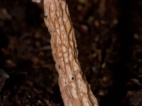 Austroboletus lacunosus