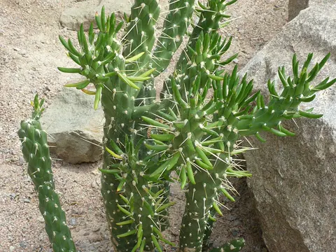 Austrocylindropuntia subulata