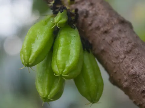 Bilimbi