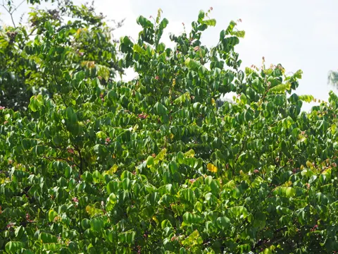 Starfruit