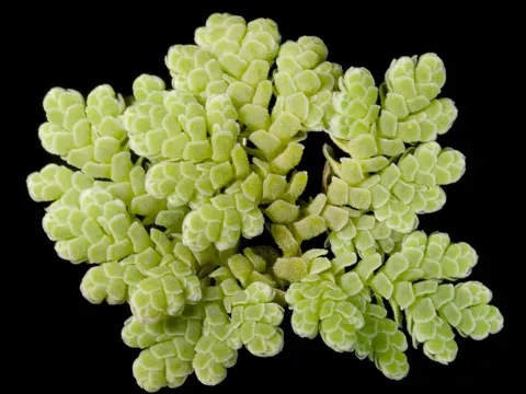 Großer Algenfarn (Azolla filiculoides)