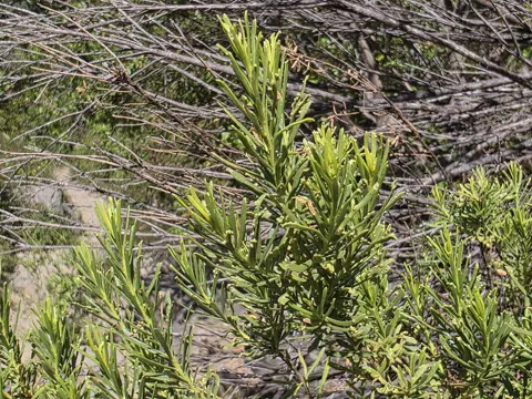 Baccharis linearis