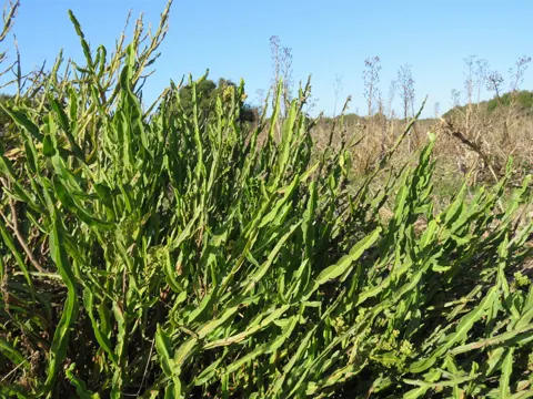 Baccharis trimera