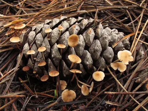 Mäuseschwanz (Baeospora myosura)