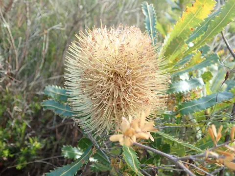 Banksia aemula
