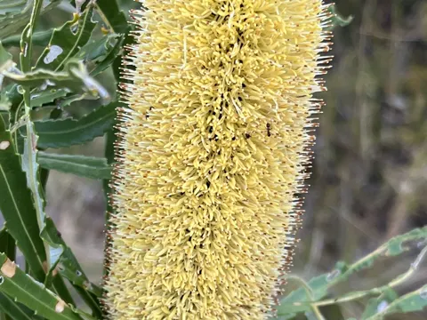 Slender Banksia