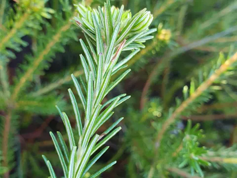 Banksia ericifolia