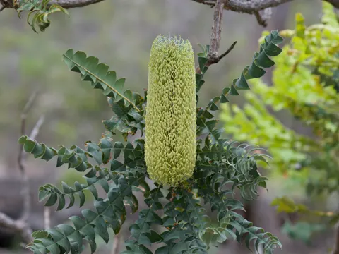 Große Banksia