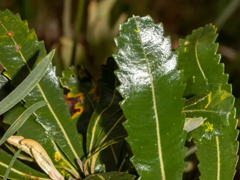 Banksia serrata