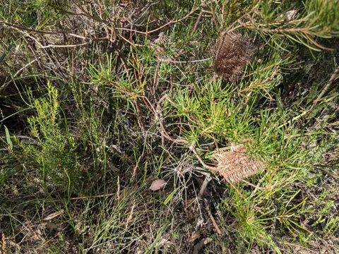Banksia spinulosa