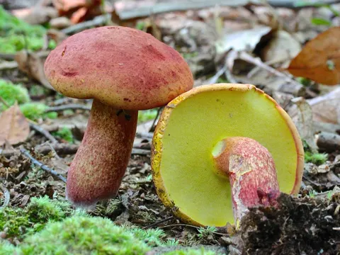 Baorangia bicolor (Baorangia bicolor)