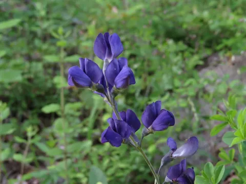 Blaue Indigolupine (Baptisia australis)