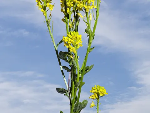 Winter Cress