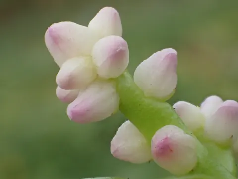 Ceylon Spinach