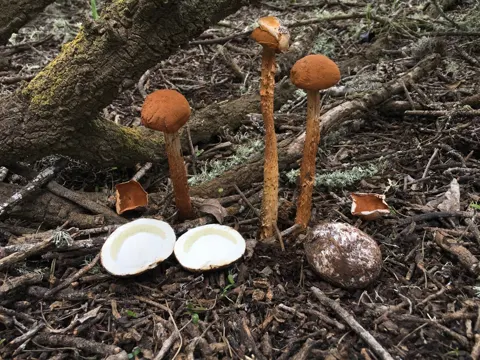 Stelzenstäubling (Battarrea phalloides)