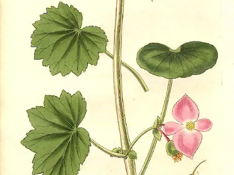 Anmütige Begonie