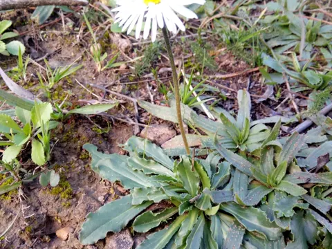 Wald-Gänseblümchen (Bellis sylvestris)