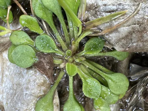 Bellium bellidioides