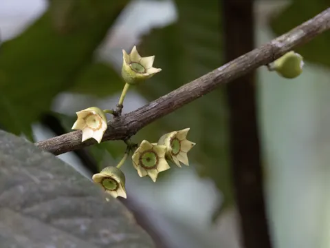 Bellucia pentamera