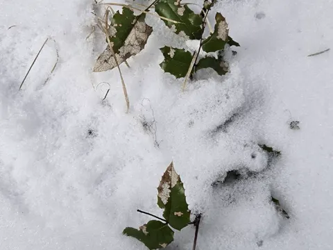 Oregon Grape