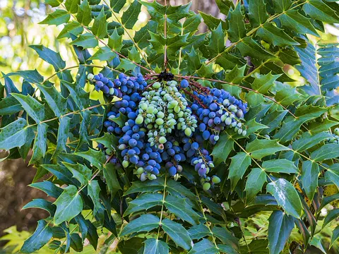 Beales Mahonie (Berberis bealei)
